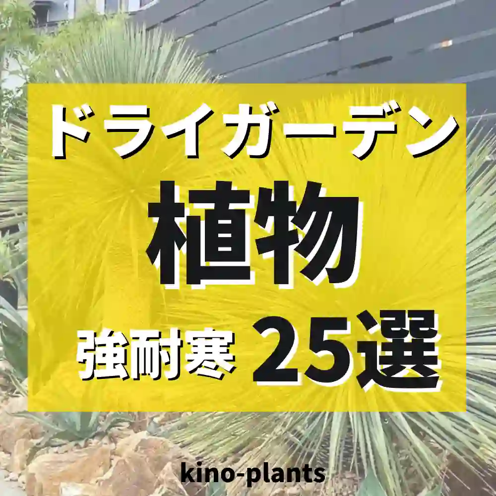 25選】ドライガーデンで人気の植物！寒さに強いおすすめは？