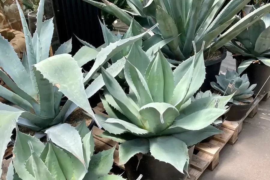 ドライガーデンの植物
