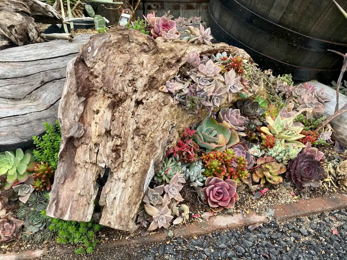 地植えされた多肉植物